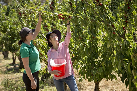 Steph-Cooke-Cherries.jpg